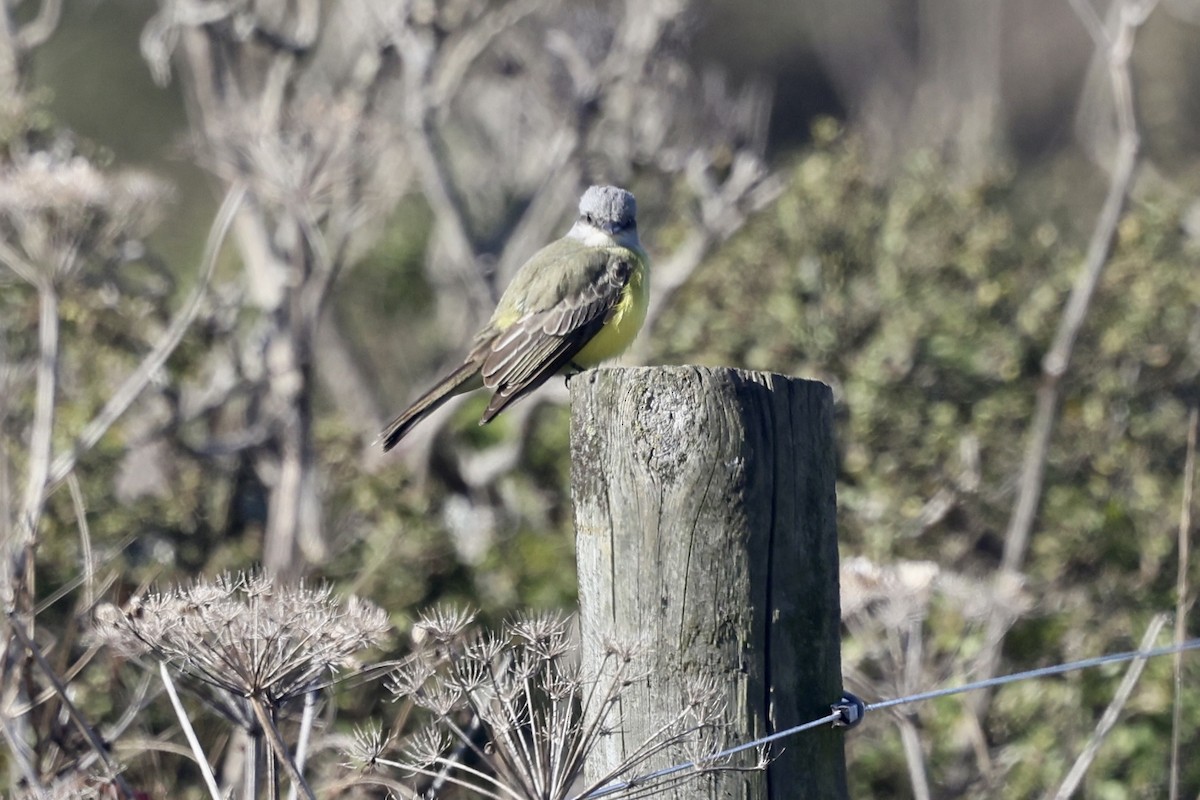 Tropical Kingbird - ML644632314