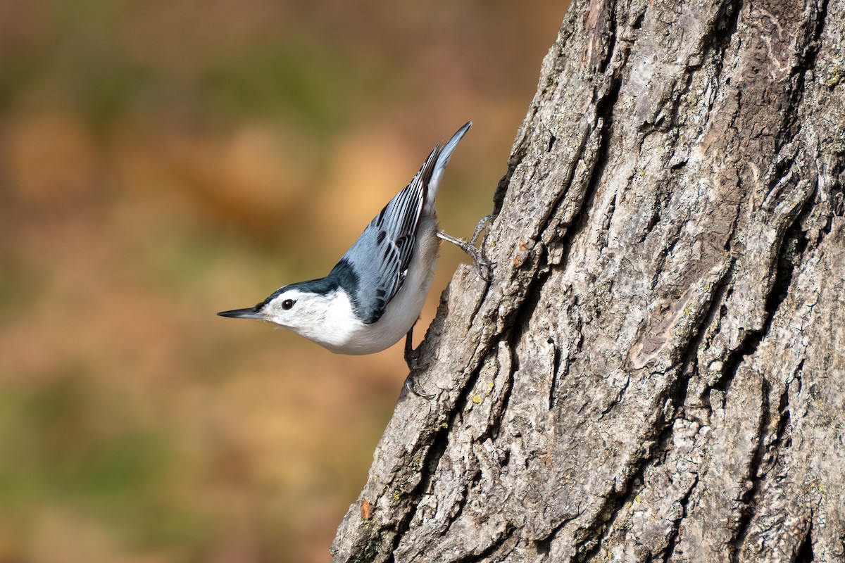 White-breasted Nuthatch - ML644632317