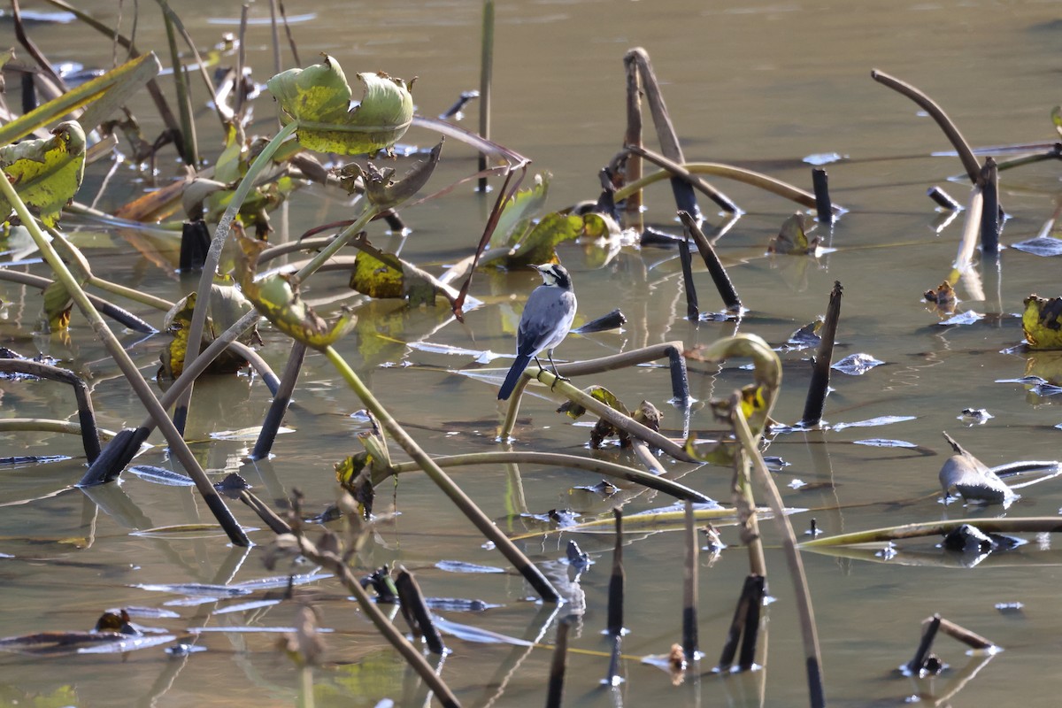 Buztanikara zuria - ML644632319