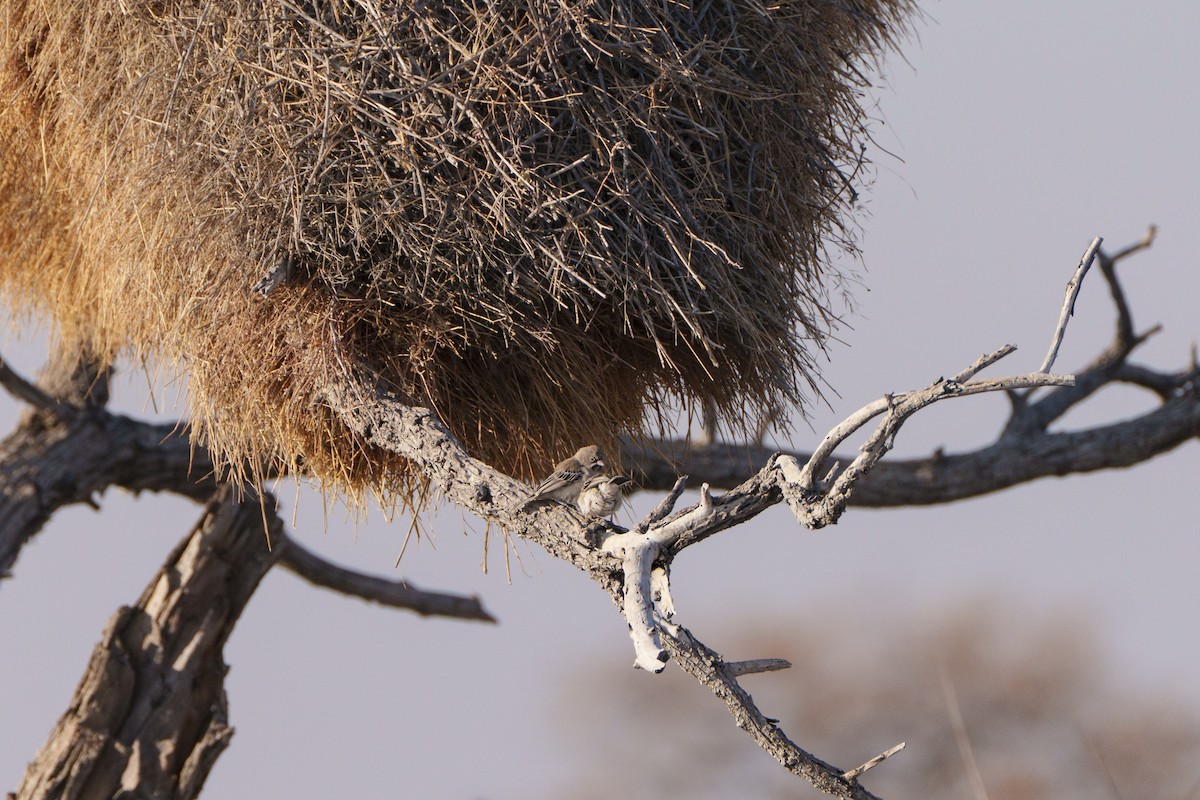 Sociable Weaver - ML644632320