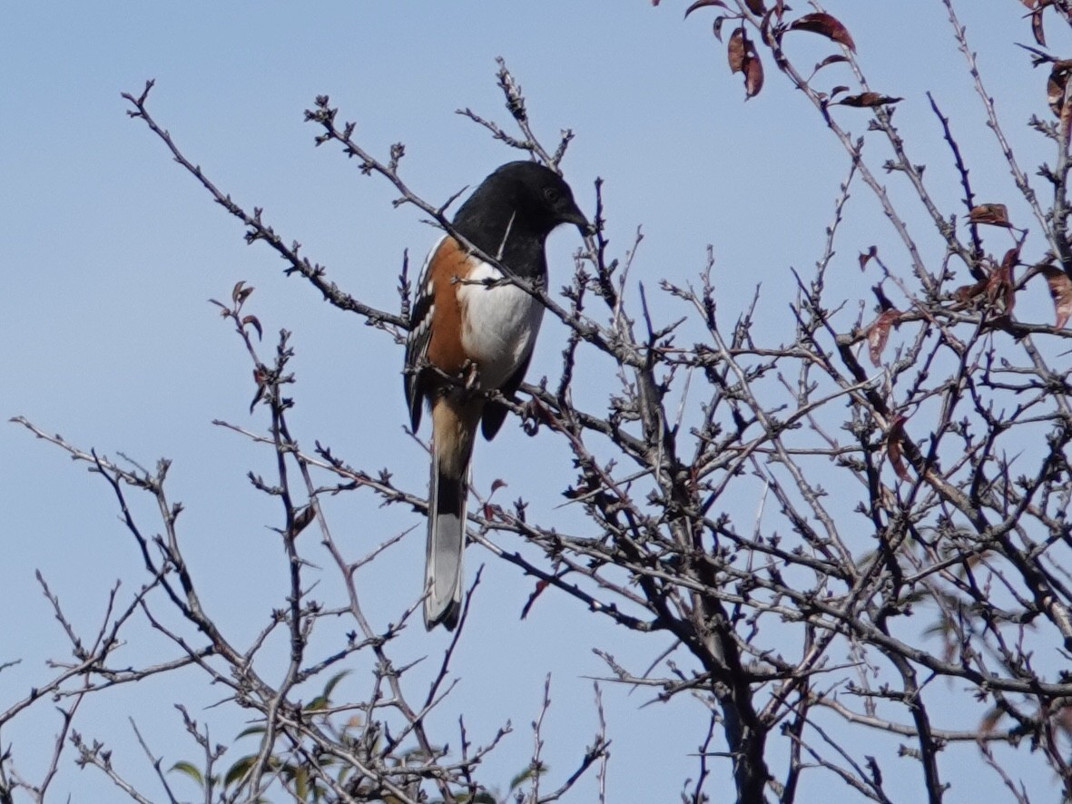 Spotted Towhee - ML644632322