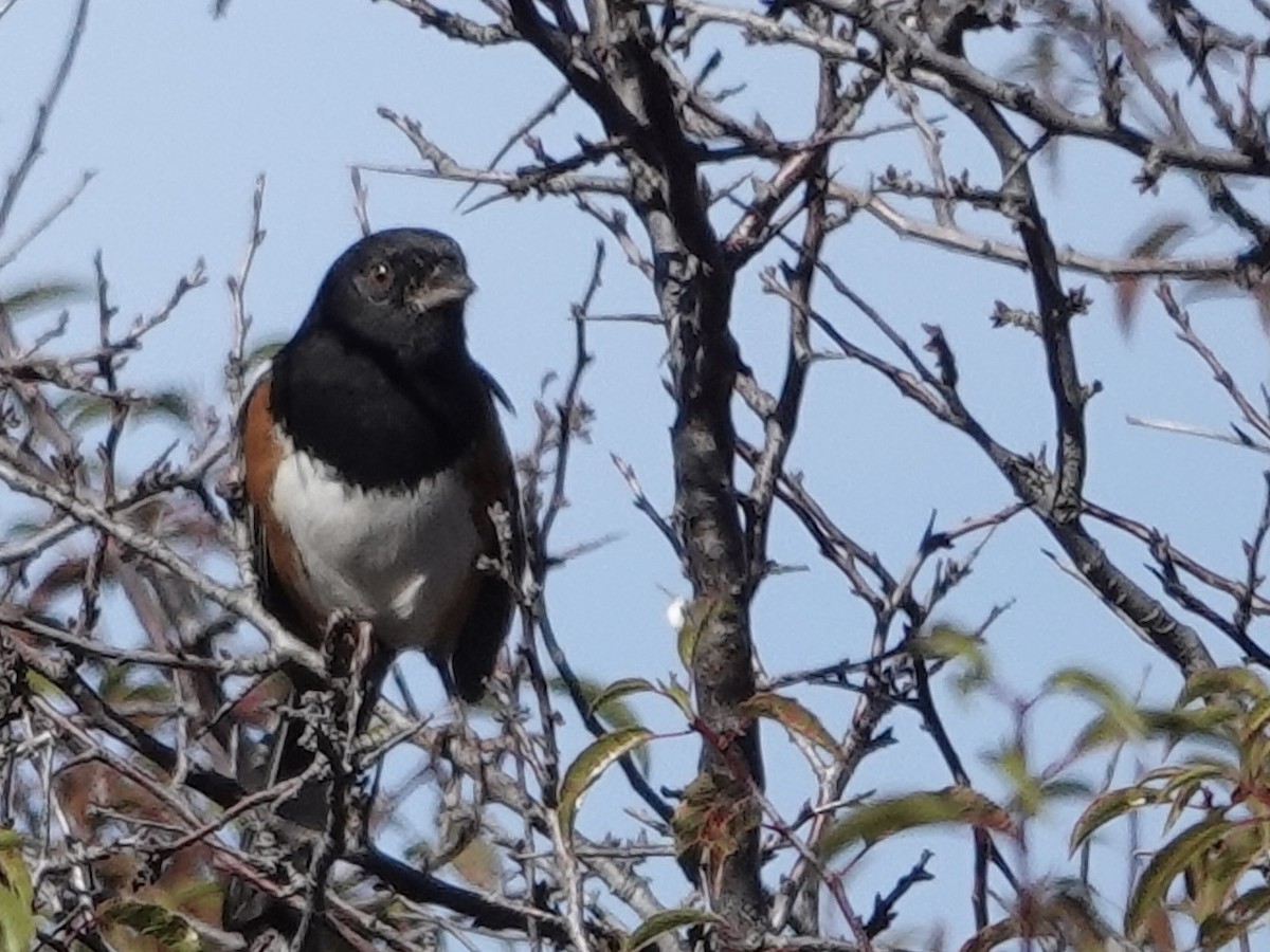 Spotted Towhee - ML644632323