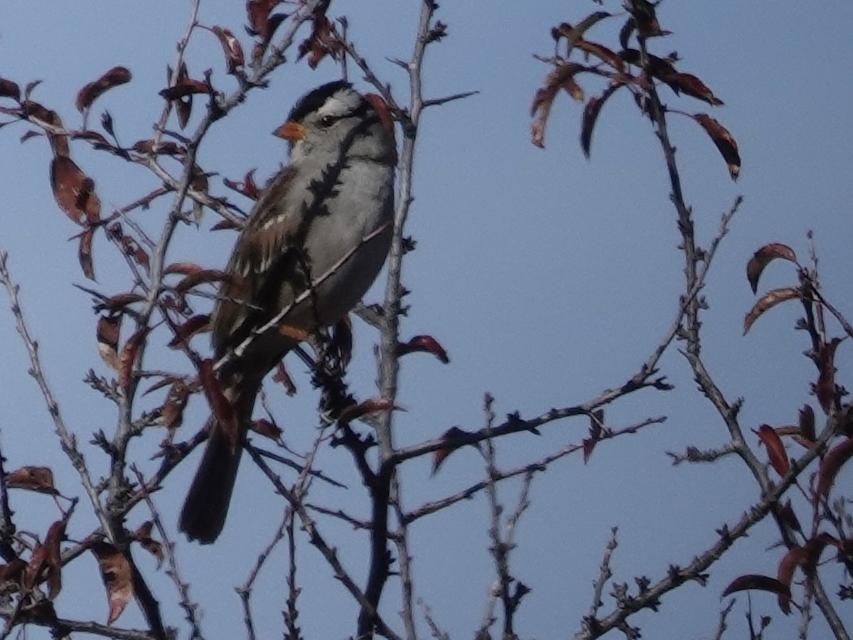 White-crowned Sparrow - ML644632324