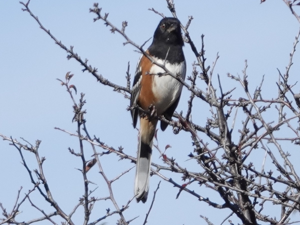 Spotted Towhee - ML644632325