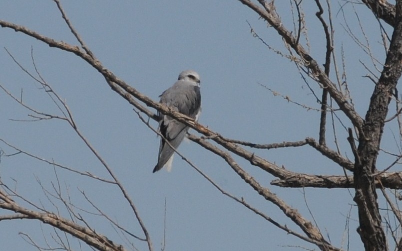White-tailed Kite - ML644632328