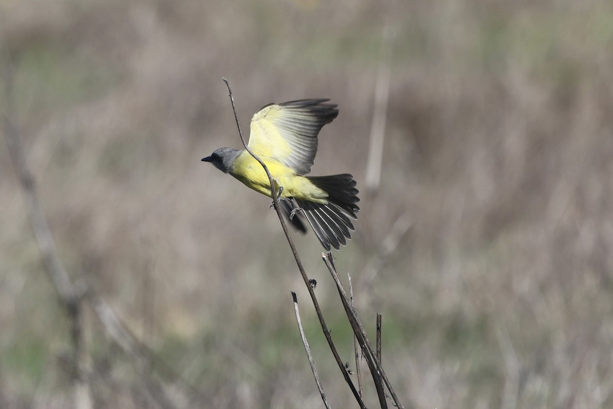 Tropical Kingbird - ML644632329