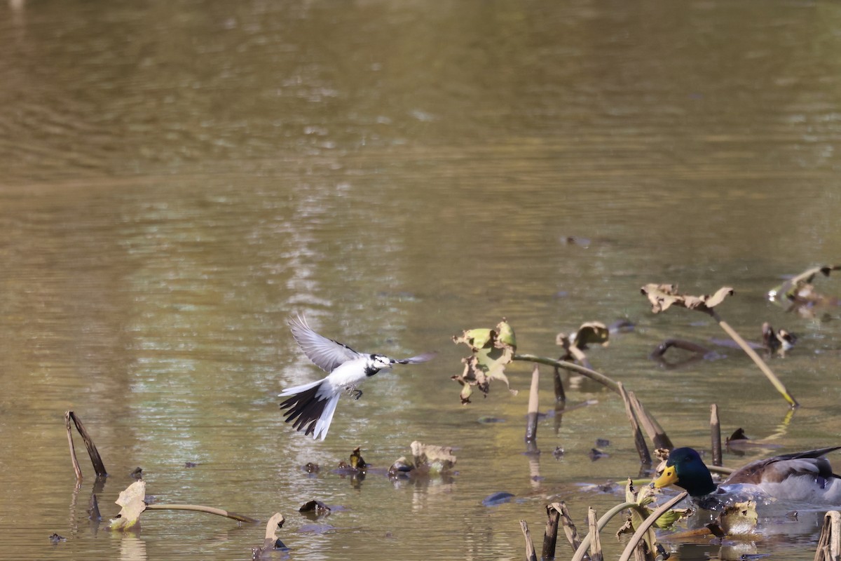 Buztanikara zuria - ML644632330