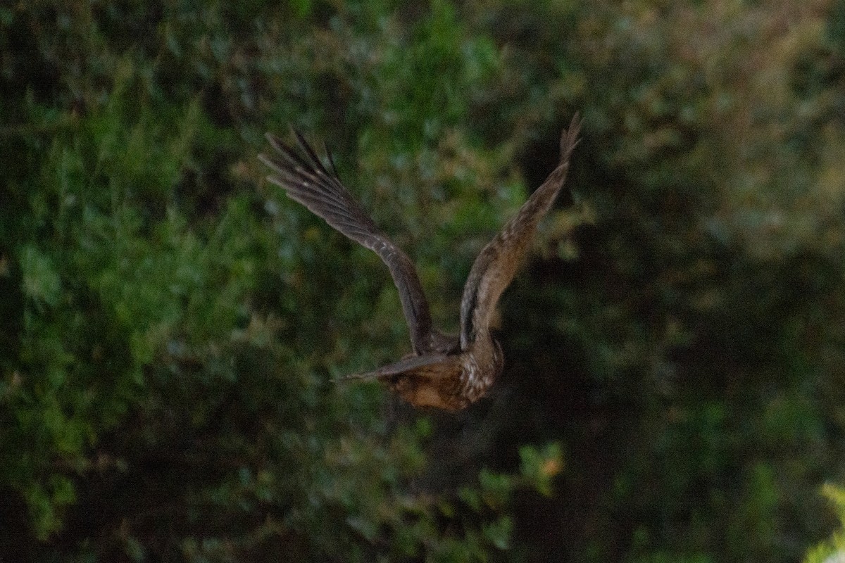 Australian Boobook - ML644632331