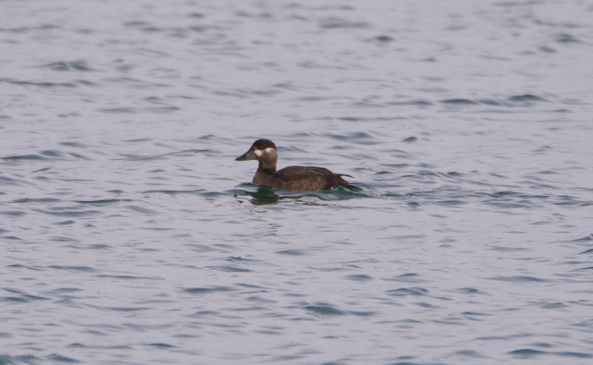 Ahatebeltz kopetazuria - ML644632332