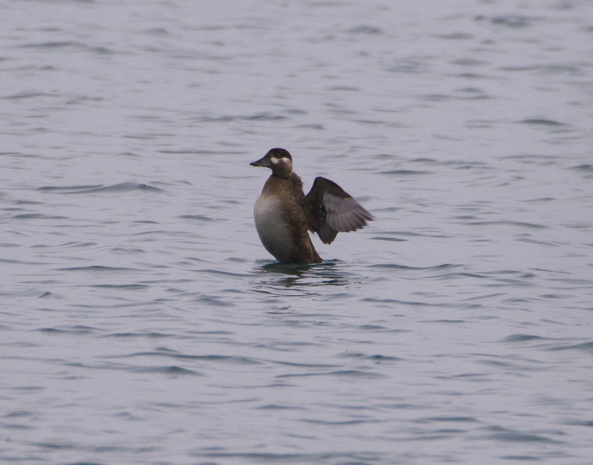 Ahatebeltz kopetazuria - ML644632333