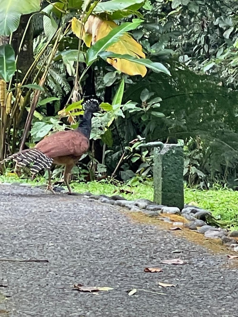 Great Curassow - ML644632336
