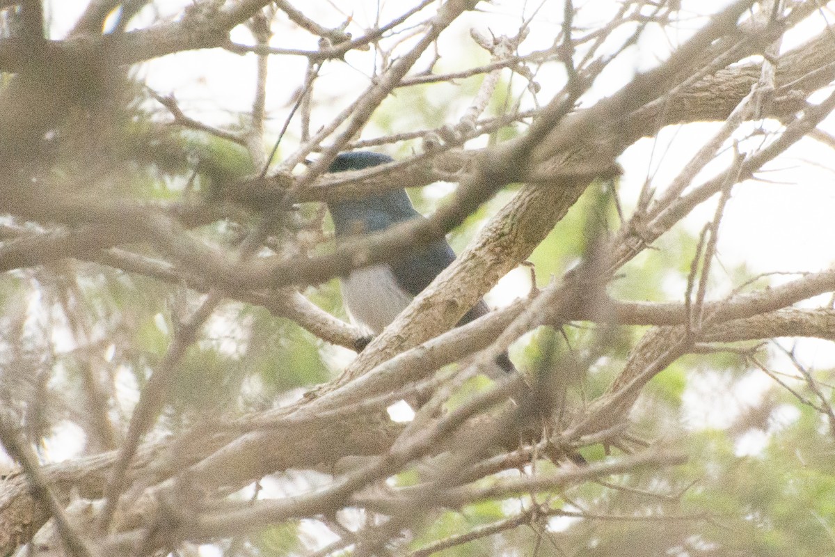 Satin Flycatcher - ML644632337