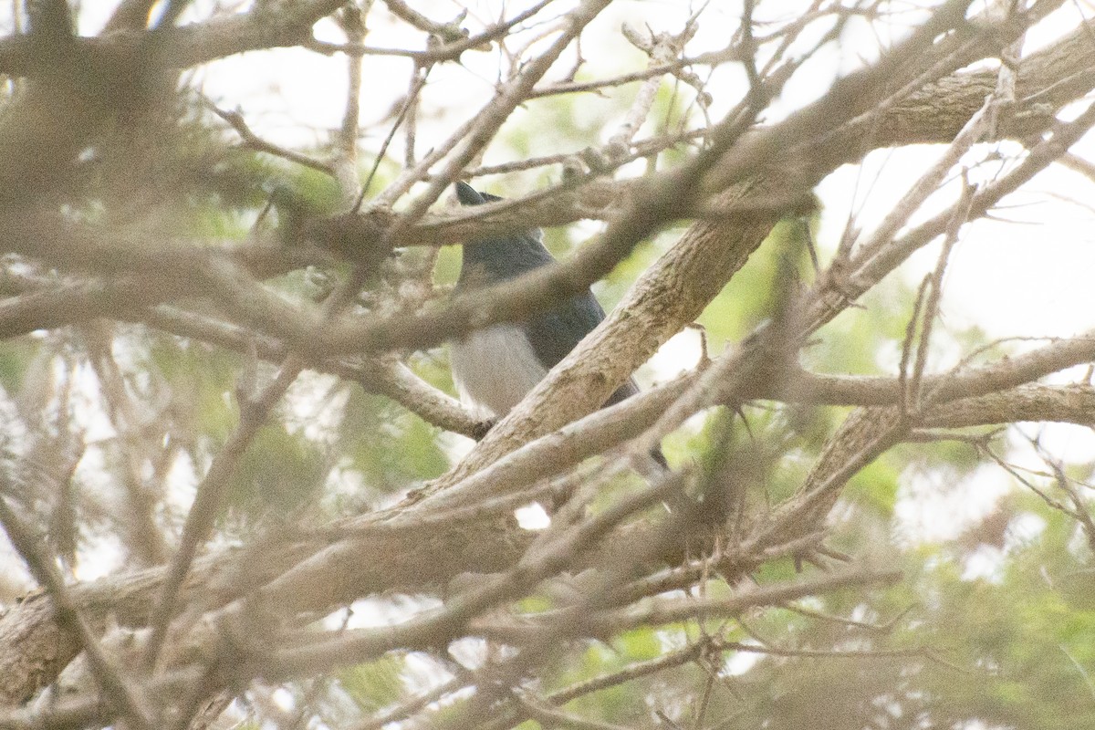 Satin Flycatcher - ML644632338