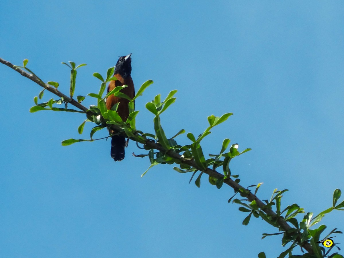 Orchard Oriole - ML644632339