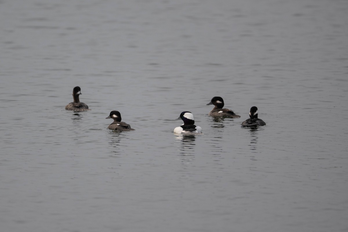 Murgilari buruzuria - ML644632340