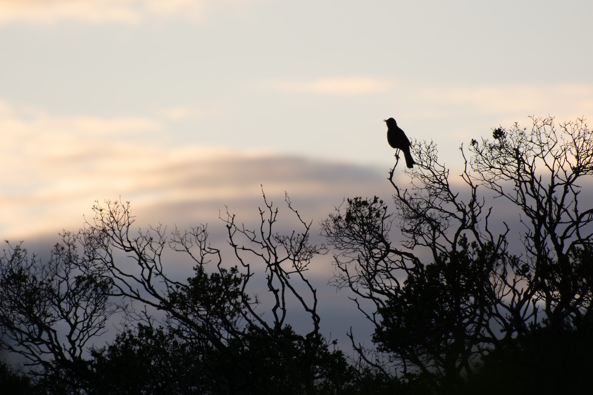 Zozo arrunta - ML644632341