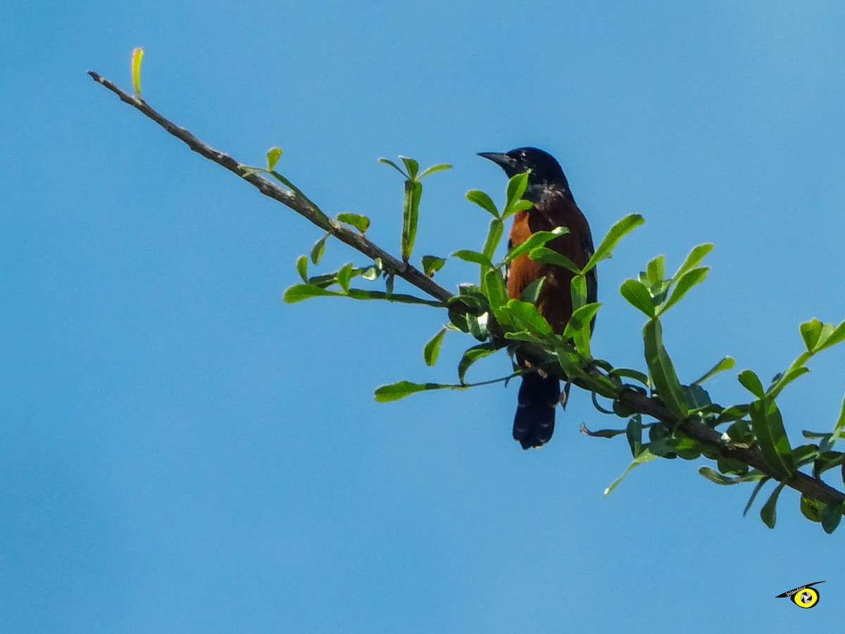 Orchard Oriole - ML644632343