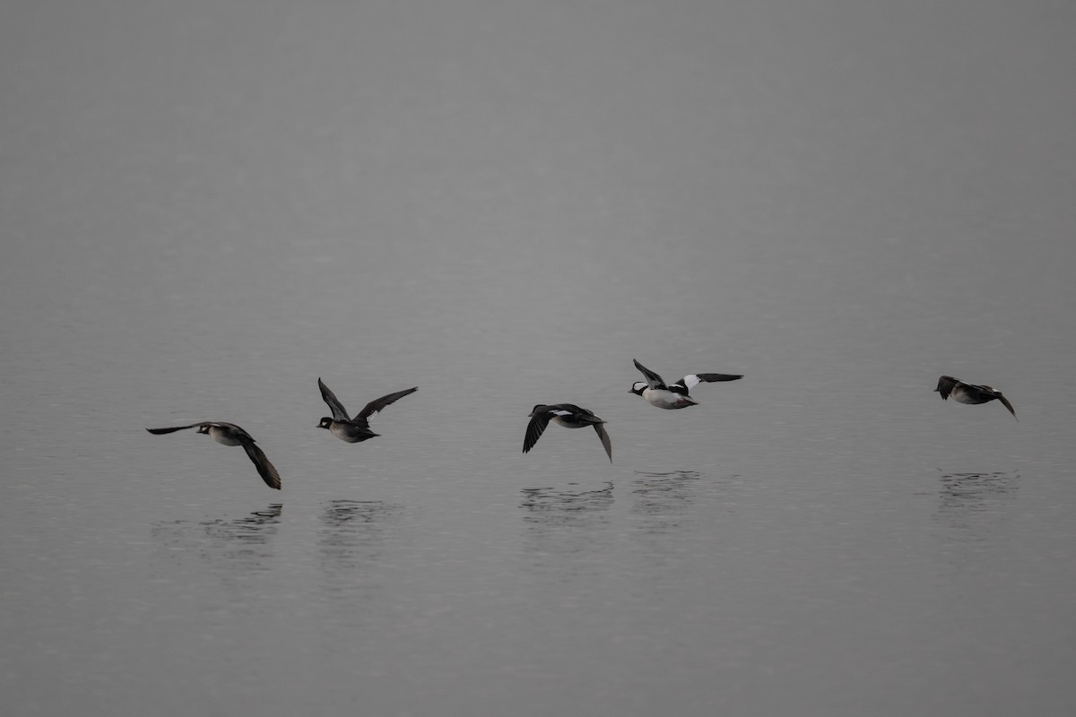 Murgilari buruzuria - ML644632344