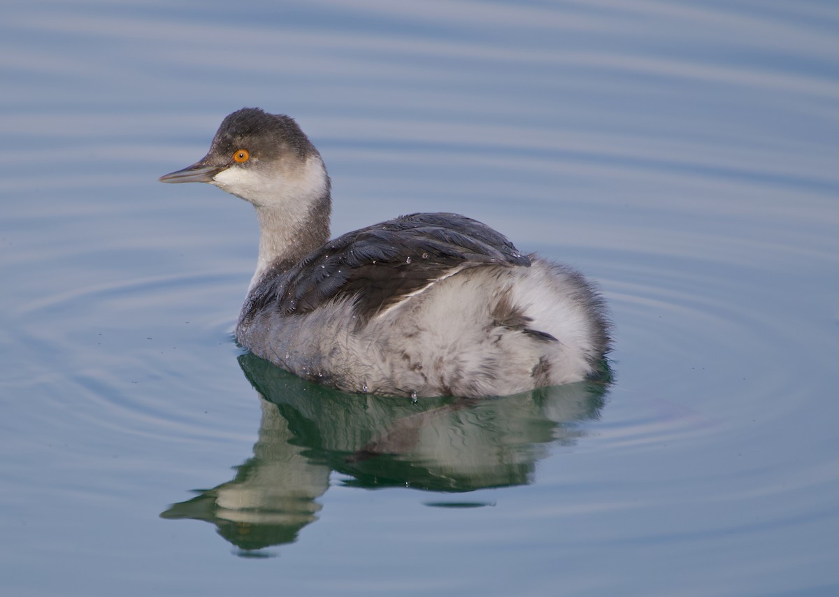 Txilinporta lepabeltza - ML644632345