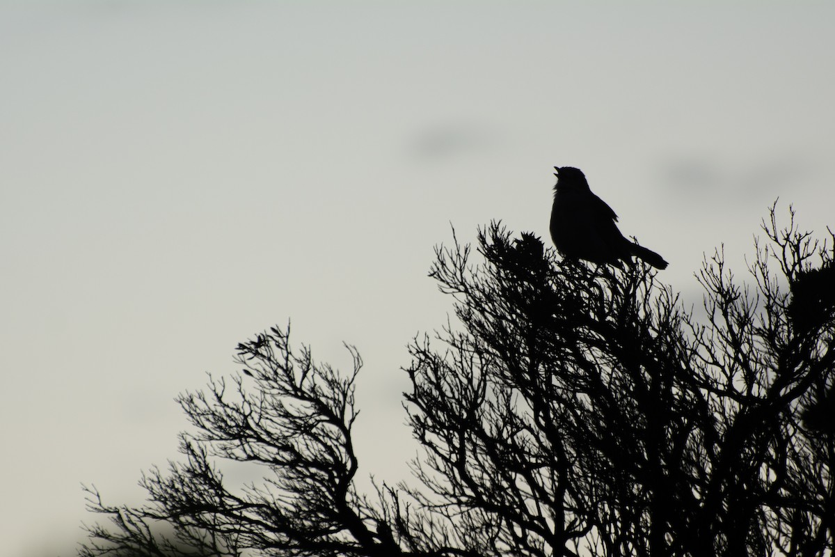 Gray Shrikethrush - ML644632347