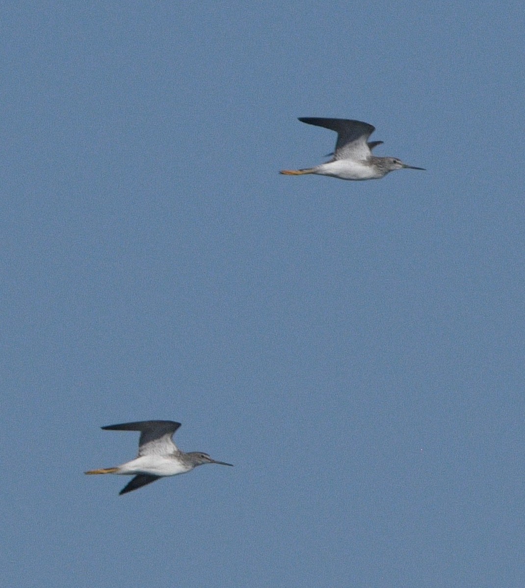 Kuliska hankahori handia - ML644632348