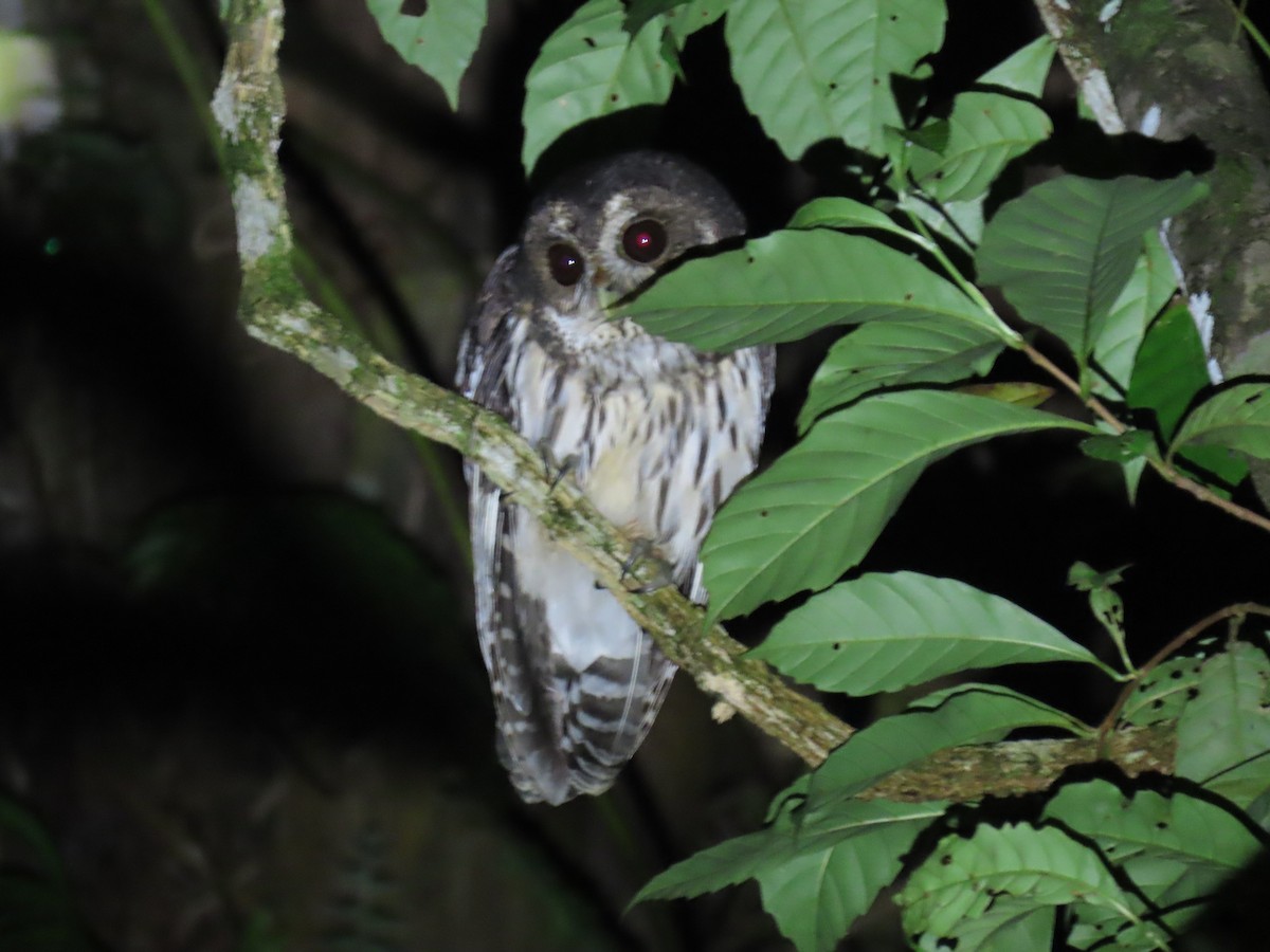 Mottled Owl - ML644632349