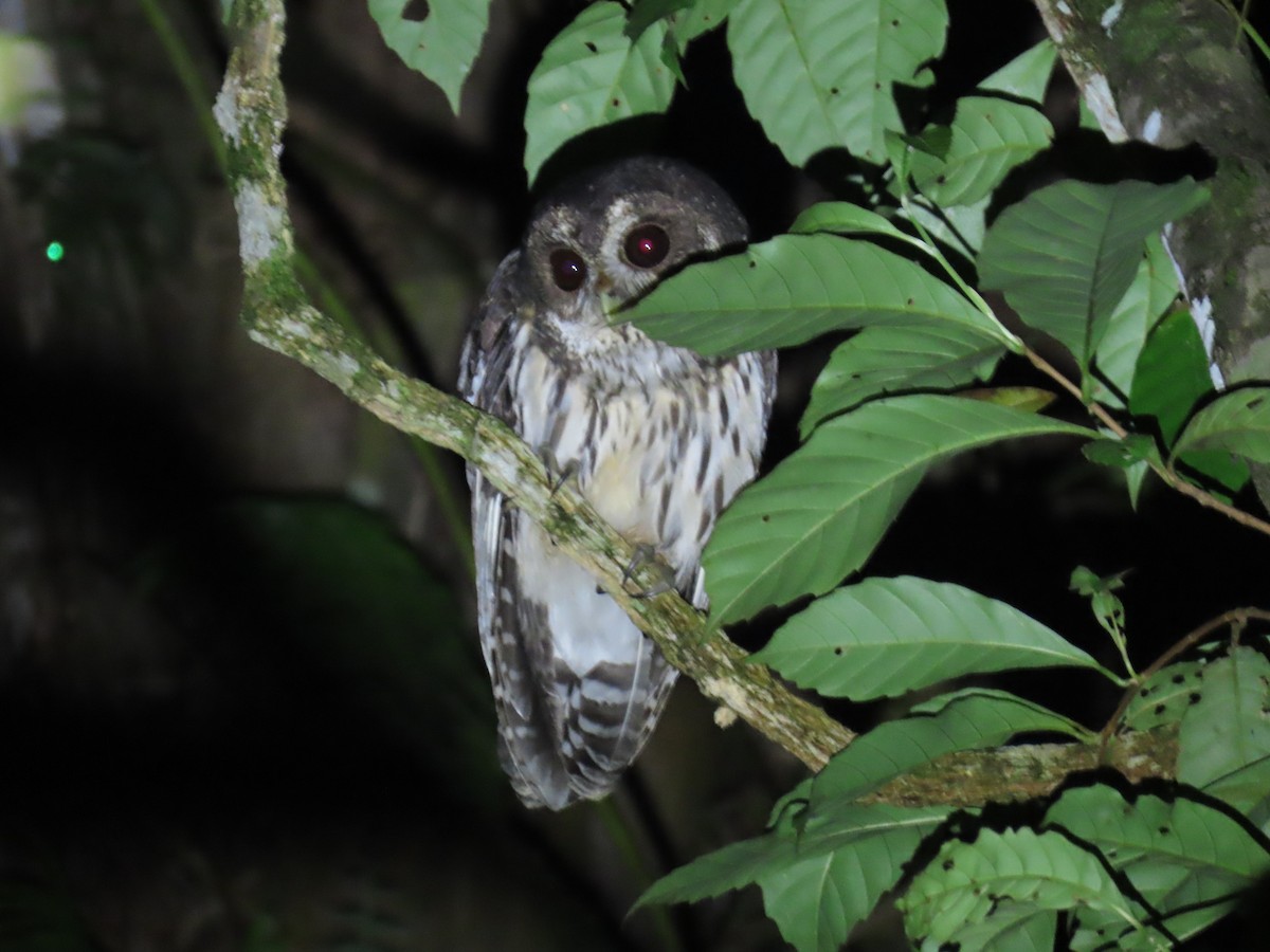 Mottled Owl - ML644632350