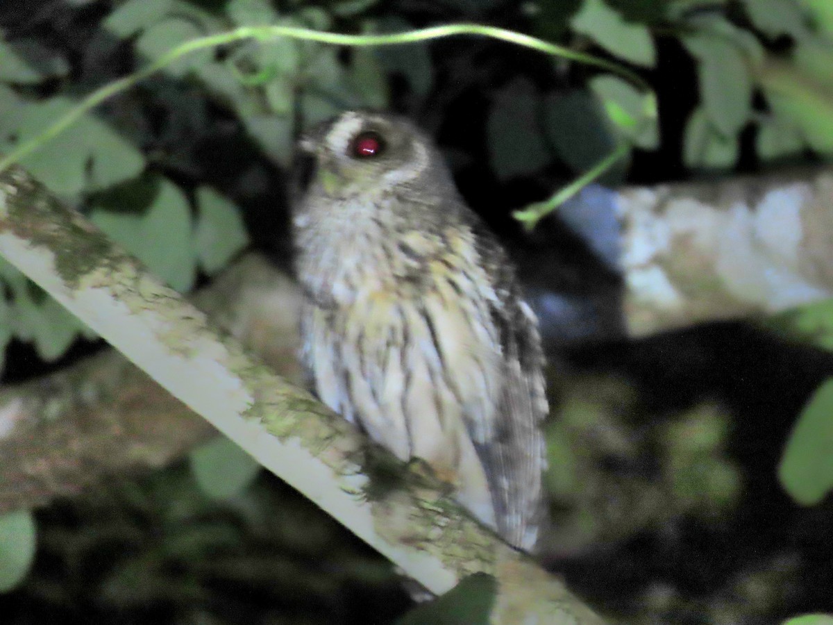 Mottled Owl - ML644632351