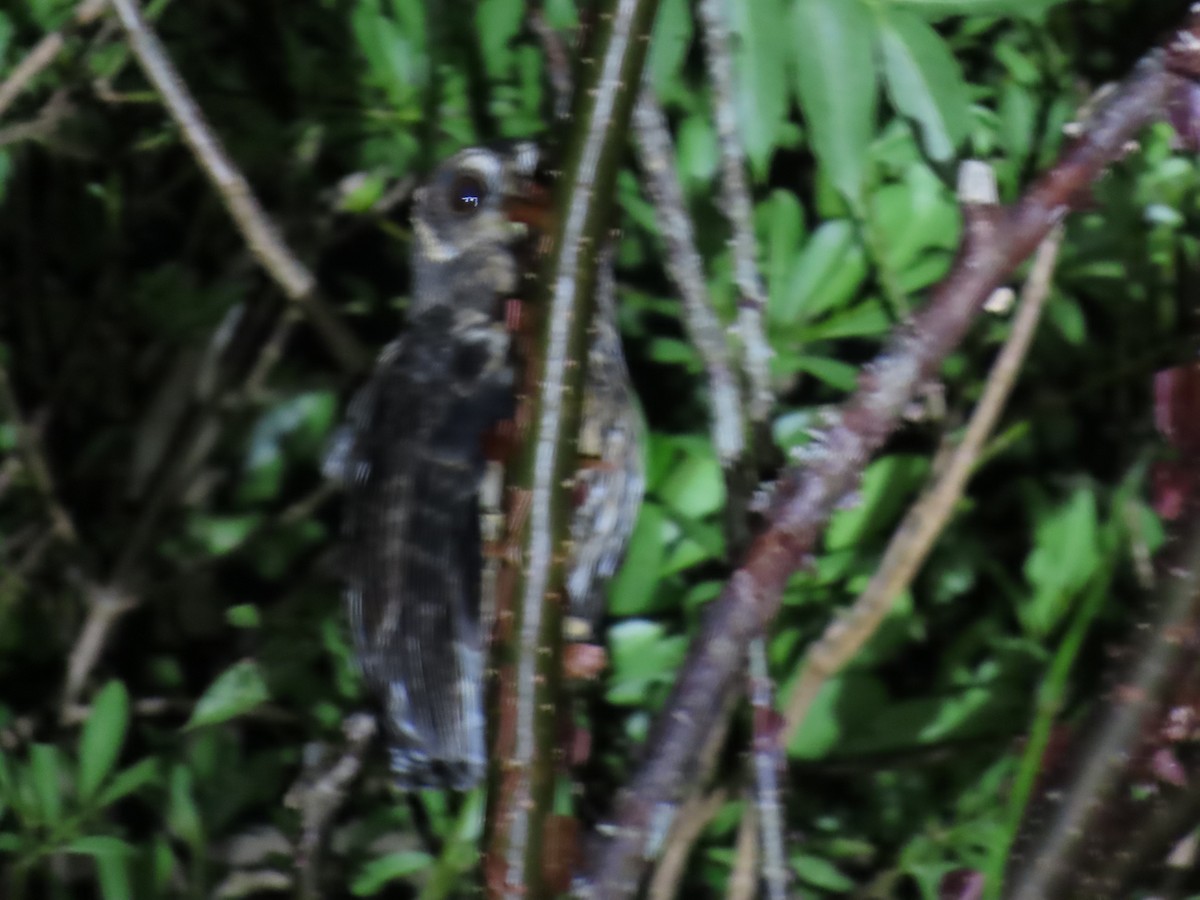 Mottled Owl - ML644632352