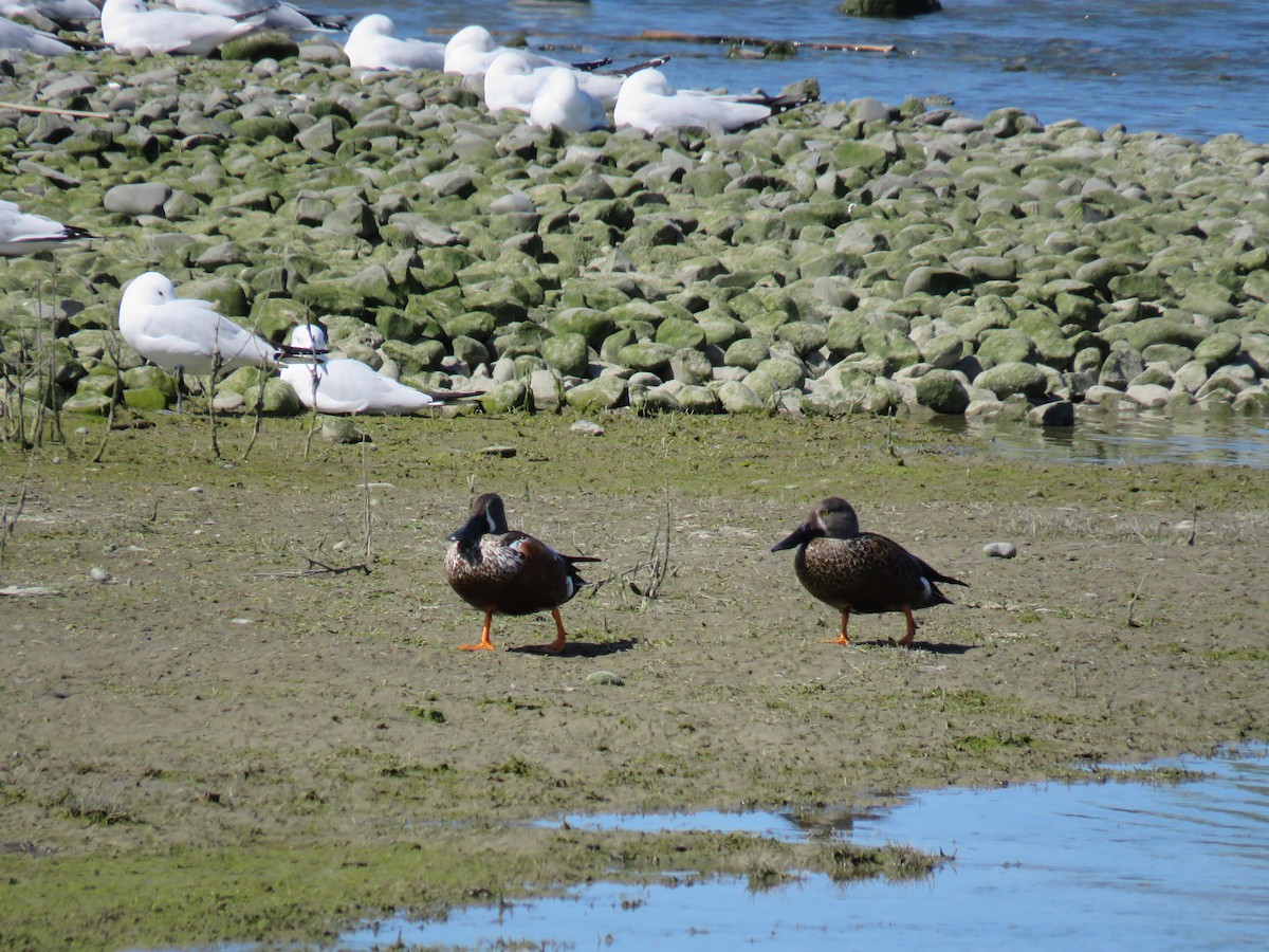 Широконіска австралійська - ML644632361