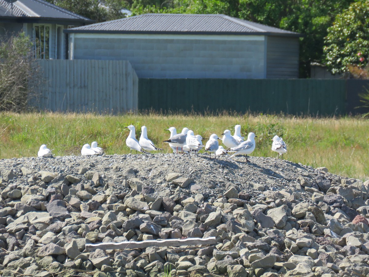 Мартин чорнодзьобий - ML644632365