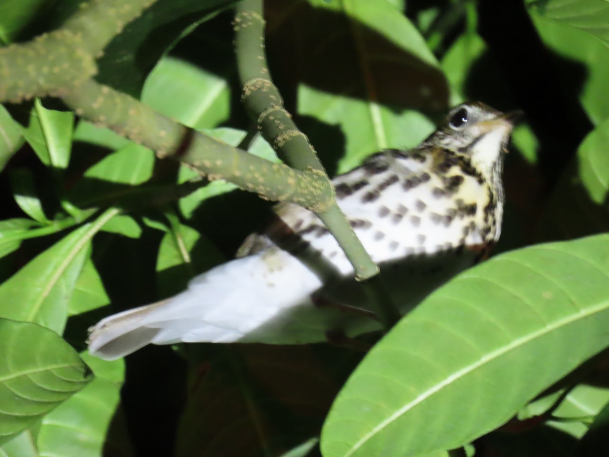 Wood Thrush - ML644632366