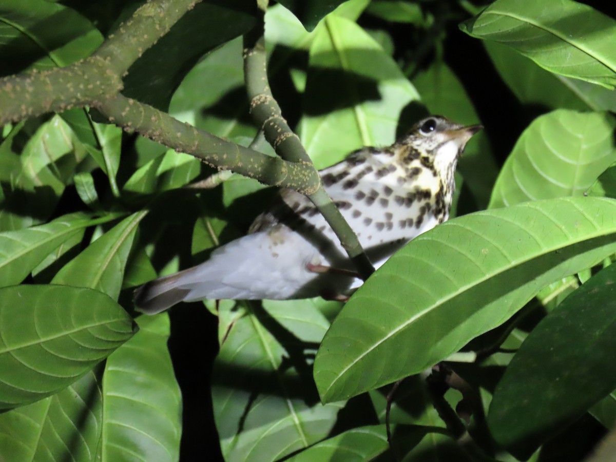 Wood Thrush - ML644632367