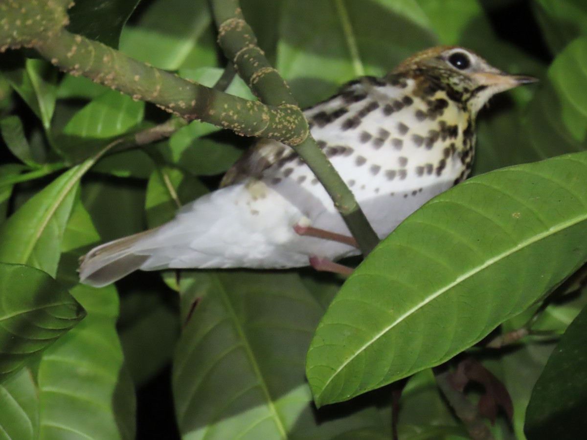 Wood Thrush - ML644632368