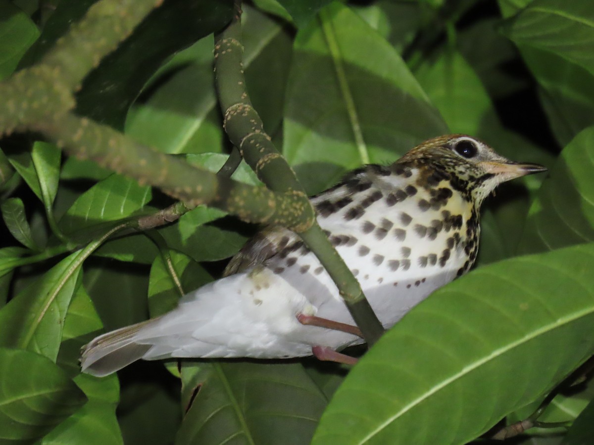 Wood Thrush - ML644632369