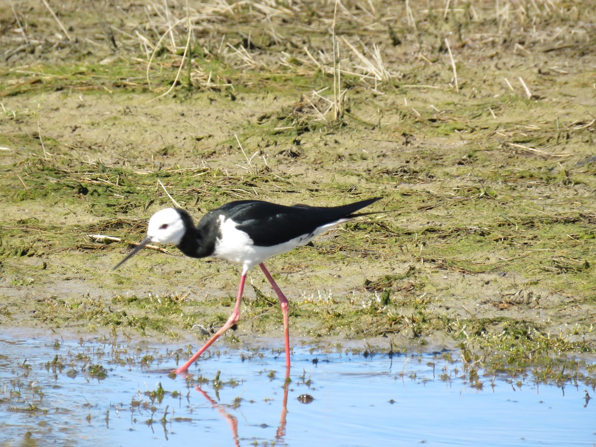 Pied Stilt - ML644632370