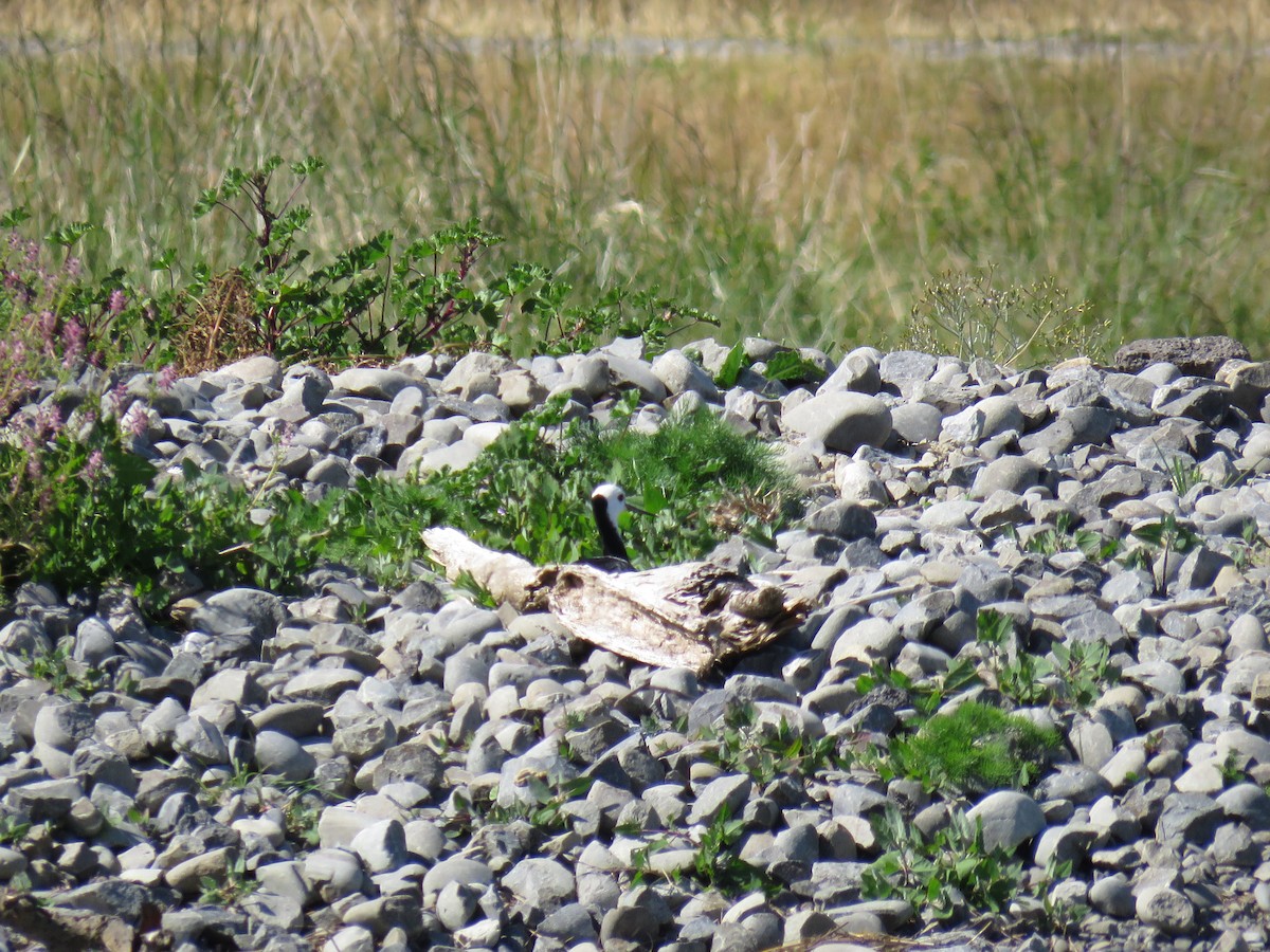Pied Stilt - ML644632371
