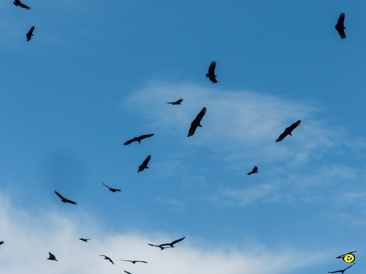 kondor havranovitý - ML644632374