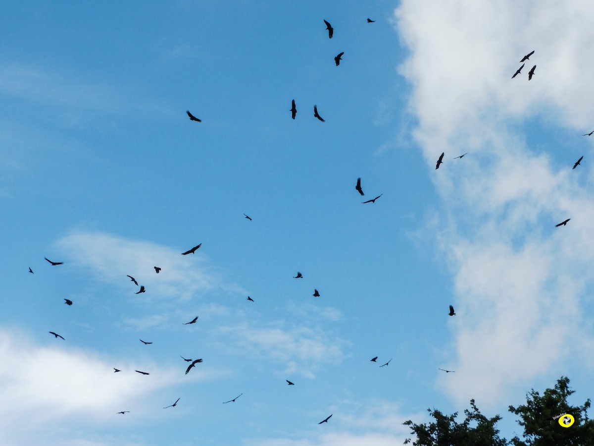 kondor havranovitý - ML644632375