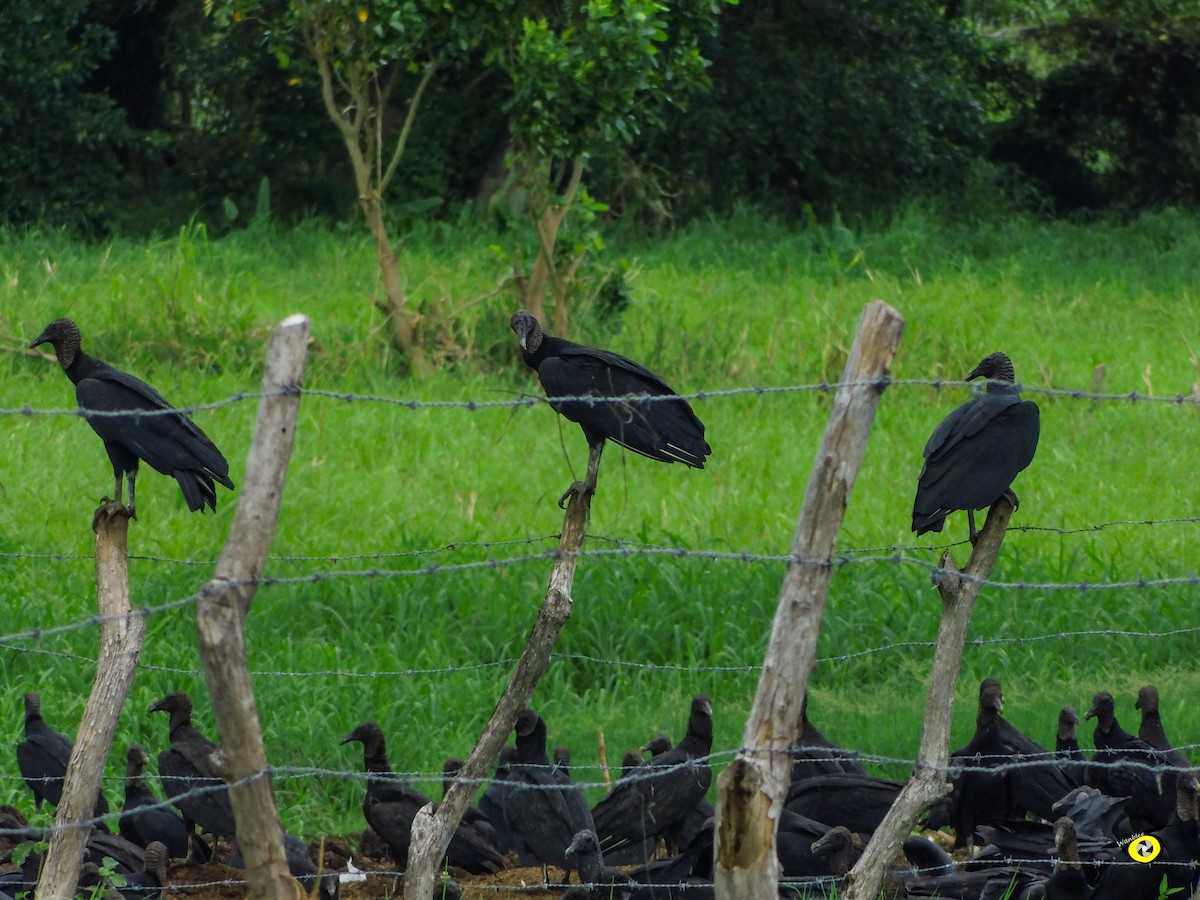 kondor havranovitý - ML644632376