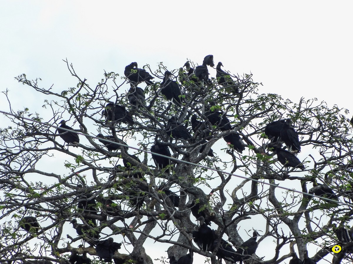 kondor havranovitý - ML644632377