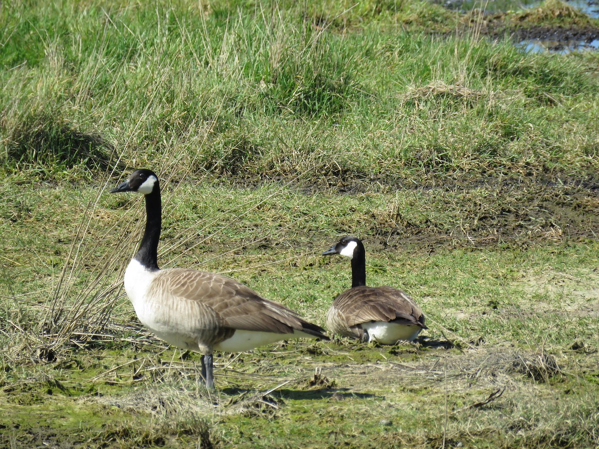 Казарка канадська - ML644632379