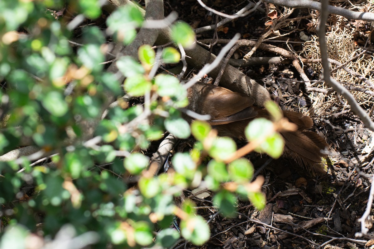 Rufous Bristlebird - ML644632382