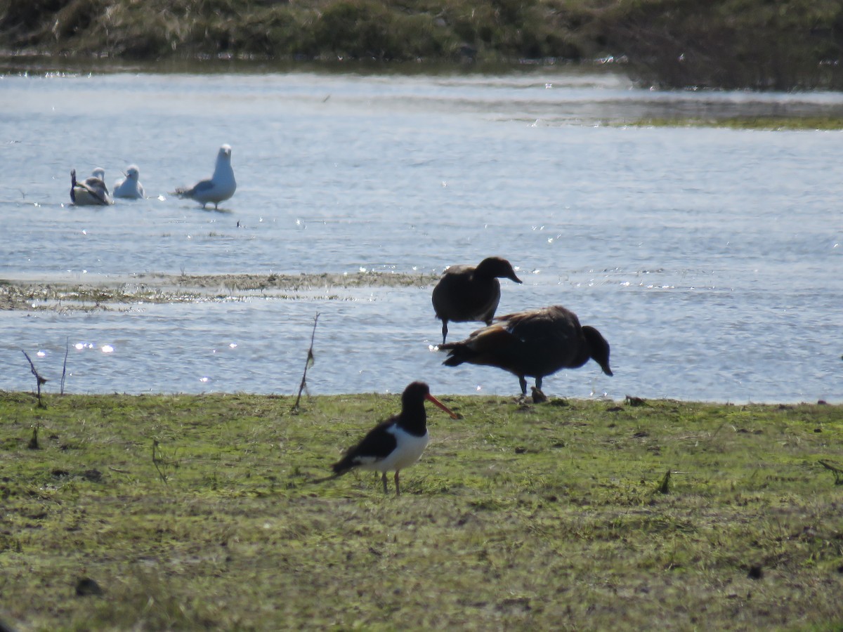 Кулик-сорока новозеландський - ML644632387