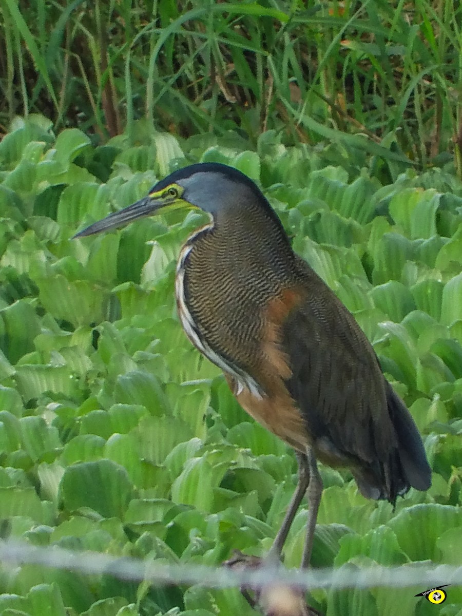 Bare-throated Tiger-Heron - ML644632391