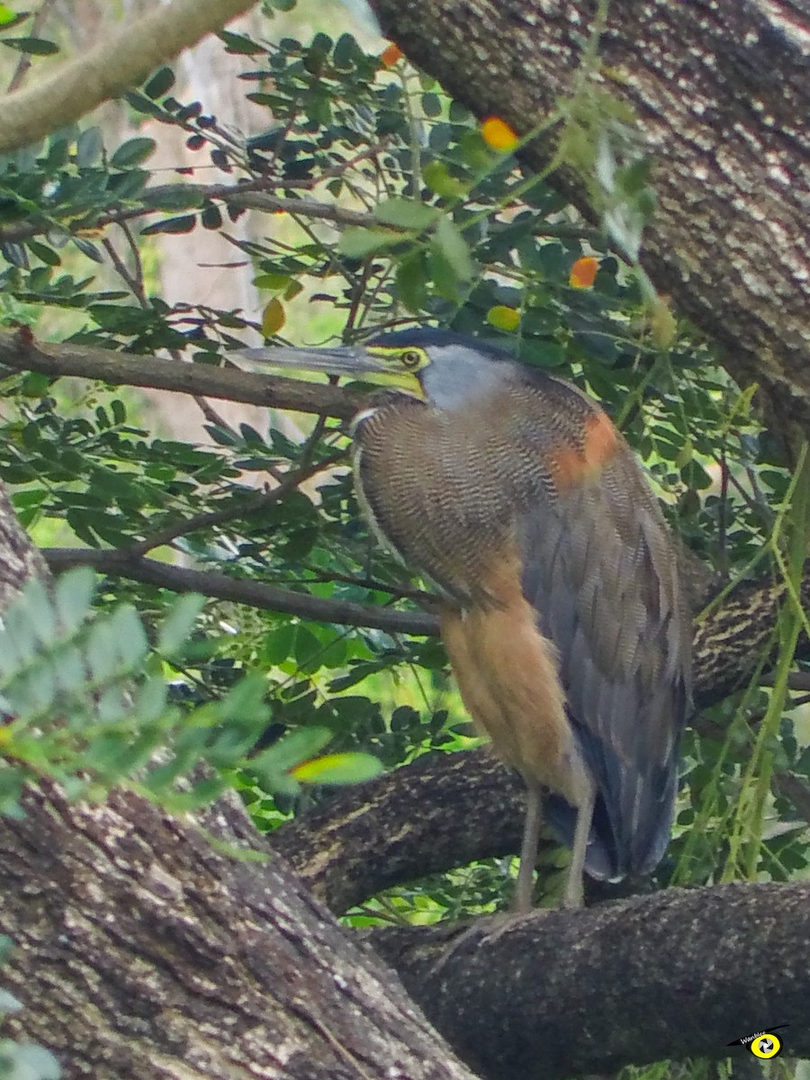 Bare-throated Tiger-Heron - ML644632392