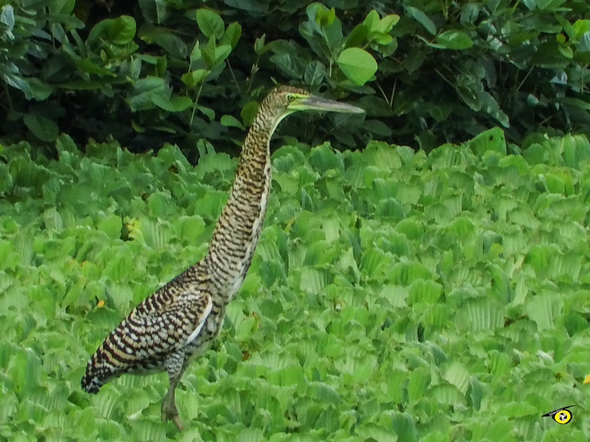 Bare-throated Tiger-Heron - ML644632393