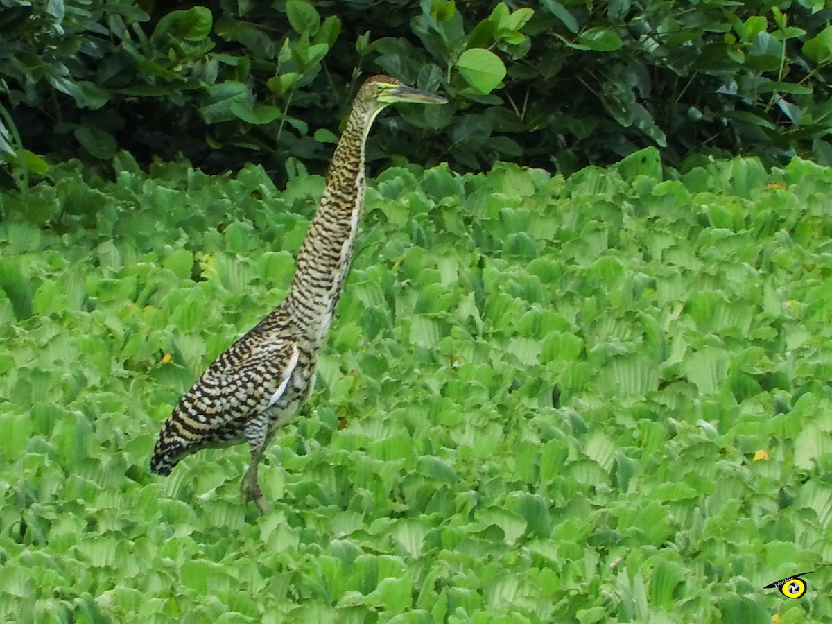 Bare-throated Tiger-Heron - ML644632394