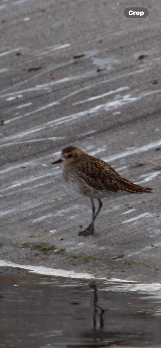 sibirlo - ML644632396