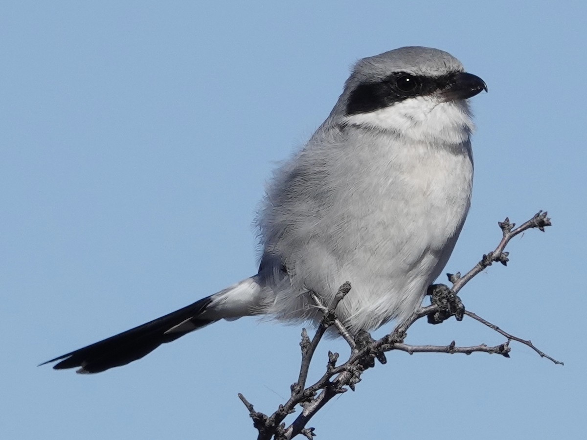 Loggerhead Shrike - ML644632403